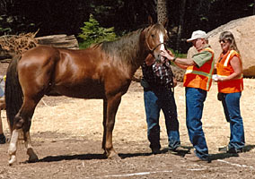 Prime Sensation at the Tevis Cup check-in 2006... click to see a closer view of this champion!